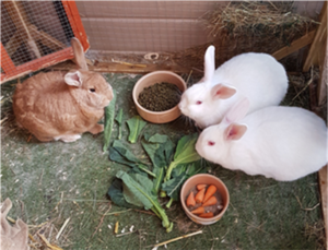 Cocoa, Luna and Daisy