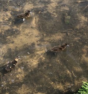 Ducklings cropped