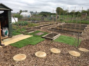 Anne's allotment