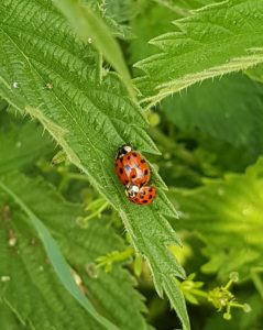 Ladybirds