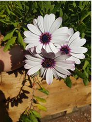 African Daisies