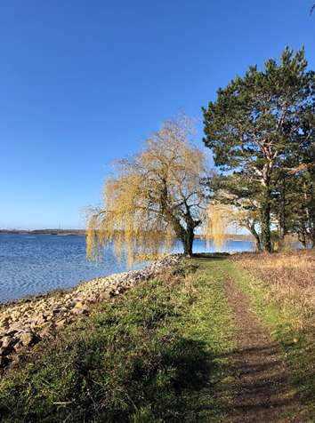 Path with water and tress